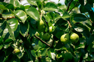 A vibrant image capturing fresh pears on a tree, surrounded by glossy leaves; perfect for promoting healthy eating, organic farming or gardening blogs.