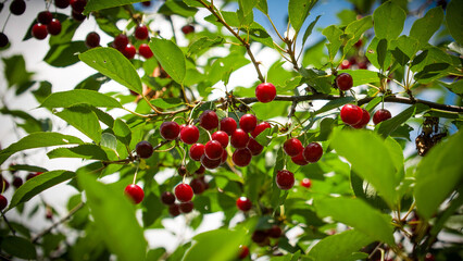 Sunlit cherry tree laden with juicy red cherries amidst green foliage, portraying abundance and freshness; perfect for advertisements related to food, nutrition, or the beauty of nature.