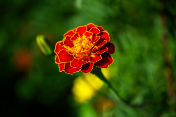 The image captures the beauty of a blooming marigold with contrasting colors, making it apt for decorative or educational purposes in botany.