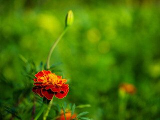 A single marigold flower in full bloom, its vivid colors contrasting the lush green backdrop, evoking a sense of fresh springtime allure.