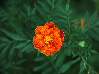 Close-up of a marigold flower, its fiery petals unfolding against the muted green leaves, ideal for themes of growth, spring, or natural beauty.