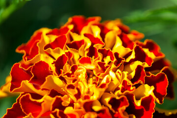 Marigold Majesty: A marigold flower with red petals and yellow edges against a dark background. Uses: Nature blogs, educational content, floral art.