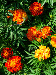 Floral Vibrance: A cluster of marigold flowers showcasing vibrant hues and foliage. Uses: Floral design inspiration, nature blogs, botanical illustrations.