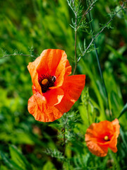 Richly colored poppies grow in a wild setting.