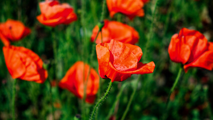 Bright red poppies bloom amidst green foliage.