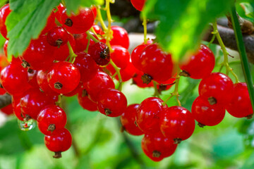Sunlight illuminates a bunch of ripe red currants, accentuating their color against the green leaves.