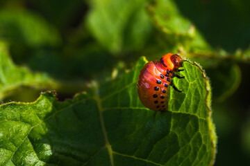A red bug is sitting on a leaf. The bug is small and has black spots. The leaf is green and has a shadow on it.