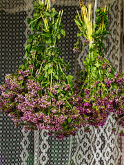 Upside-down flower clusters, rich in color, are bound together showcasing the process of air drying; a peaceful and natural vibe is present.