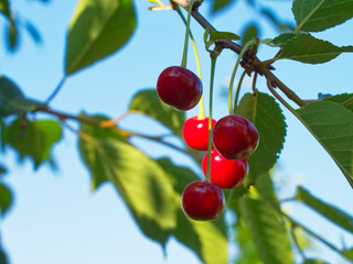 Sunlit cherries on a tree, their red hue contrasting the green leaves, symbolizing summer and fruitfulness.