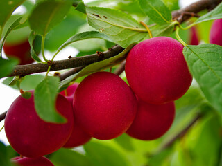 Fresh plums on a branch, radiating health and vitality. This image can be used in marketing for grocery stores or wellness blogs.