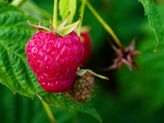 A vivid portrayal of a mature raspberry beside an immature one, enveloped in green foliage, illustrating stages of fruit ripening.