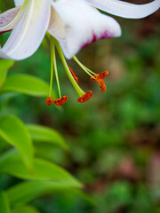 A close-up image of a white lily with prominent red stamens and green leaves, exuding a serene and natural mood, perfect for content related to nature, gardens, and spring.