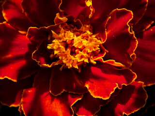 Blossoming Beauty: Marigold bloom with red-yellow gradient; golden center stands out. Uses: Plant catalogs, horticulture marketing, nature photography.