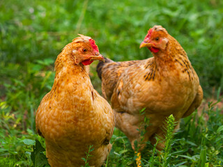 Two brown chickens in a green field, showcasing natural and healthy poultry farming. Ideal for organic farming content, educational materials, or nature-themed visuals.