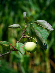An unripe apple surrounding leaves bearing, fruit.