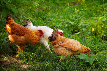 A white and brown chicken stand amidst greenery, near a brick wall. The image is bright and natural, suitable for farming or poultry content.