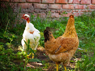 Two chickens in a garden against a rustic brick backdrop, portraying rural life. Ideal for agricultural or educational use.