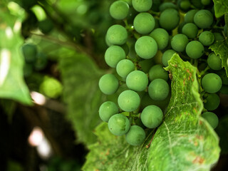 Green grape bunches on a vine, surrounded by leaves, depicting the beginning of the winemaking process.
