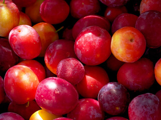 Close-up view of juicy, ripe plums showcasing their rich colors; perfect for grocery stores or fruit market advertisements.