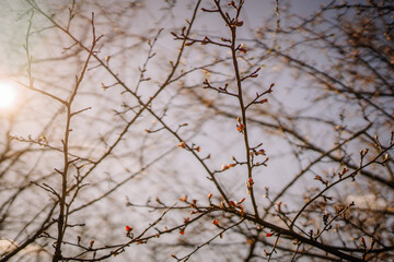 Valmiera, Latvia - April 21, 2024 - Bare tree branches with budding leaves against a soft-focus background, lit by the warm light of the sun...