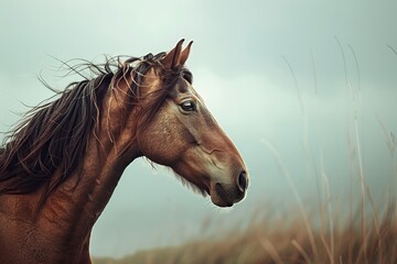 Brown Horse Standing in Dry Grass Field