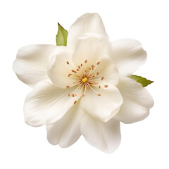 Beautiful And Attractive Ivory Blossom Radiance Isolated On White Background