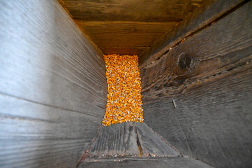 Corn kernels in a grinding mill. Mill for grinding grain. Walter mill. 
