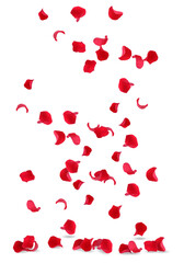 Beautiful rose petals flying on white background