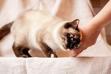 A beautiful, very cute Siamese cat rubs against its owner's hand.