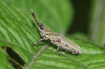 Planthopper with intricate and detailed patterns and textures. Macro photography. Insect perched on a leaf. 