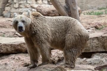 Syrian brown bear (Ursus arctos syriacus) at the zoo - obrazy, fototapety, plakaty