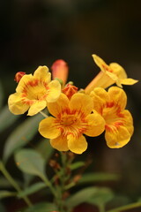 Tecoma Flower, Tecoma stans, Orange Jubilee, Orange Jubilee Esperanza, Orangebells, Orange Trumpet Bush, Trumpetflower