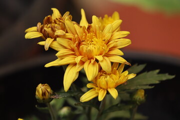 Fototapeta premium Chrysanthemums, sometimes called mums or chrysanths, are flowering plants of the genus Chrysanthemum in the family Asteraceae. 