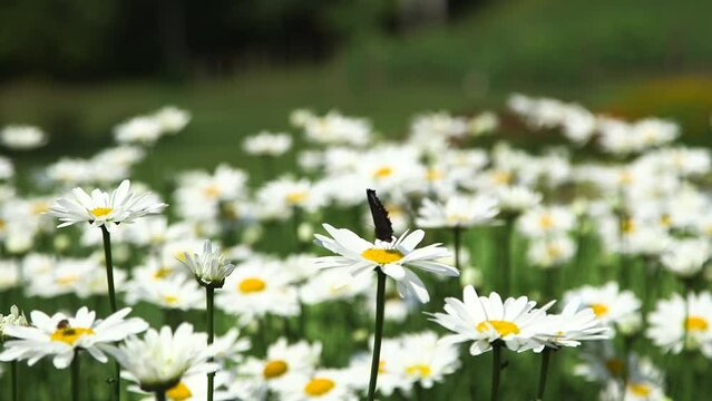 Butterfly on One of the Many Classic Daisies Swinging Gracefully in the Wind. Bellis Perennis, the Daisy, is a European Species of the Family Asteraceae. The Archetypal Species of the Name Daisy.