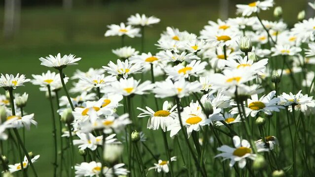 Lots of Classic Daisies Swinging in the Wind. Bellis Perennis, the Daisy, is a European Species of the Family Asteraceae. The Archetypal Species of the Name Daisy.