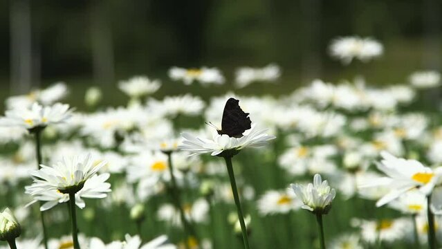 Butterfly on One of the Many Classic Daisies Swinging Gracefully in the Wind. Bellis Perennis, the Daisy, is a European Species of the Family Asteraceae. The Archetypal Species of the Name Daisy.