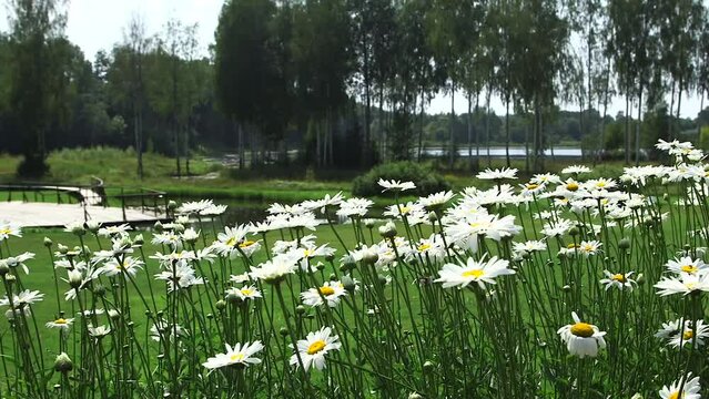 Lots of Classic Daisies Swinging in the Wind. Bellis Perennis, the Daisy, is a European Species of the Family Asteraceae. The Archetypal Species of the Name Daisy.