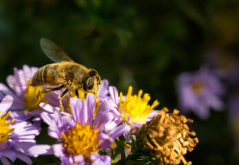 Bee close-up, on flowers, summer, bright, macro, flying insects, pollination, pollen collection, honey, health