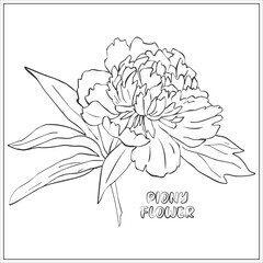 Vector linear drawing of the Large, realistic Peony flower with leaves. Coloring book. You can add any color. Text. Can be used for postcards, magazines, wedding invitations, for children