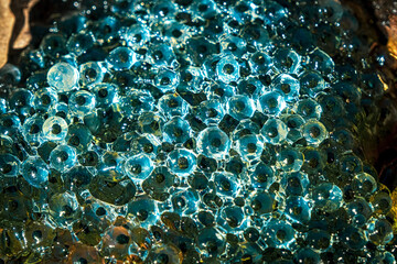 Newly laid frog eggs from European common brown frog, Rana temporaria, in a frog pond in Sibiu,...