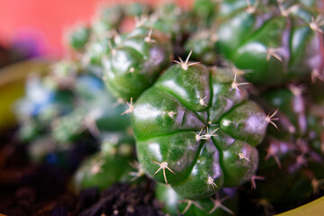 close-up photo of the gymnocalycium anisitsii plant, cactus