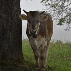 a young cow with horns stands near a tree