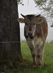 a young cow with horns stands near a tree