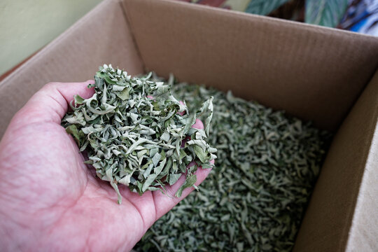 Dry leaves for the mate of the Aloysia polystachya plant, taking a handful of these dry leaves by hand