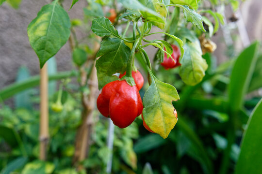 small red fruits of the Capsicum baccatum plant