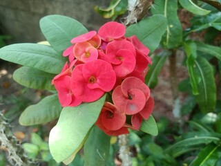 Euphorbia milii, the crown of thorns, Christ plant, or Christ's thorn, is a species of flowering...