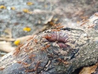 Myrmecia gulosa, the red bull ant, also known as the giant bull ant or 