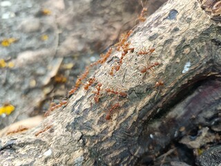 Myrmecia gulosa, the red bull ant, also known as the giant bull ant or 