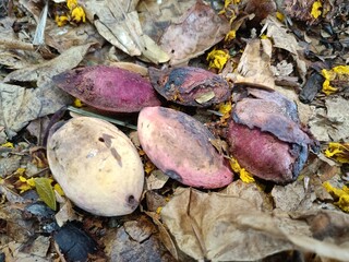 Indian almond with pink shell