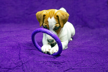beautiful female puppy with a heart-shaped spot on her face plays with a toy. Caring for pets and puppies
